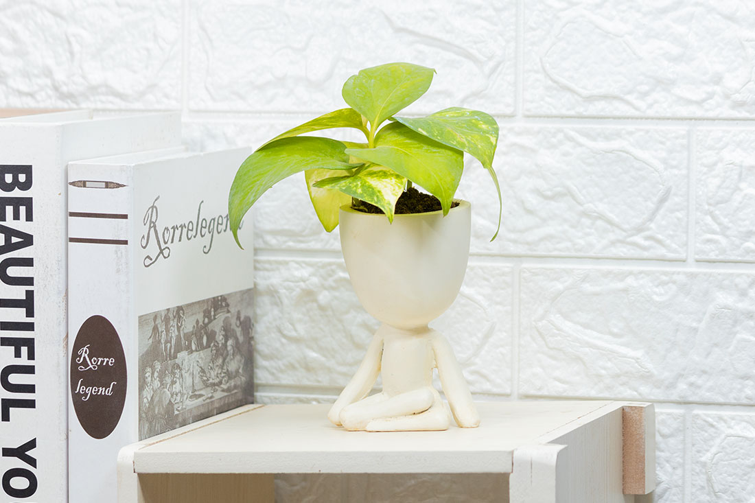 Money Plant in Yoga Pot